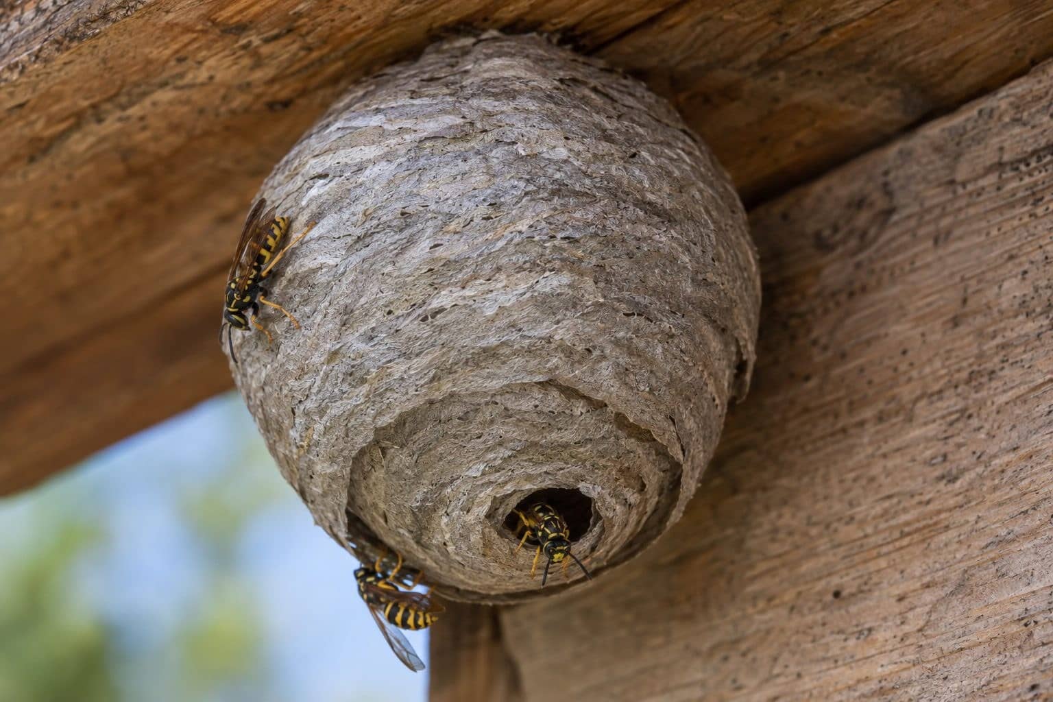 Nid de guêpe commune (Vespula vulgaris) en gros plan montrant sa structure caractéristique