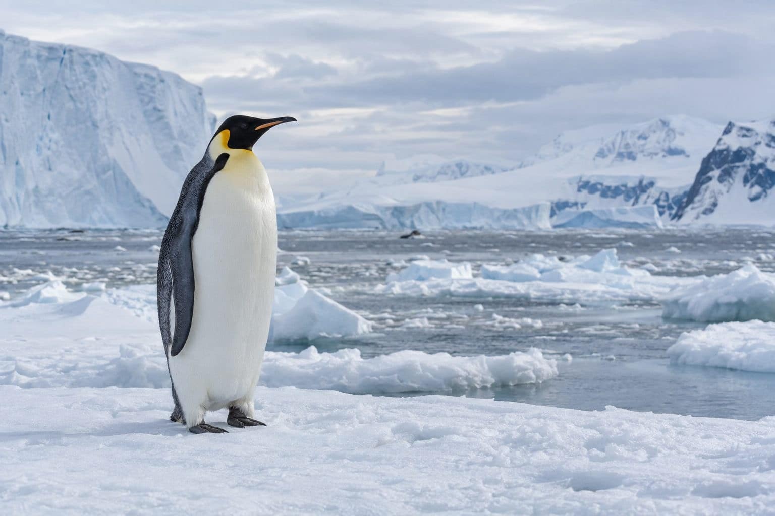 Manchot empereur dans son habitat antarctique
