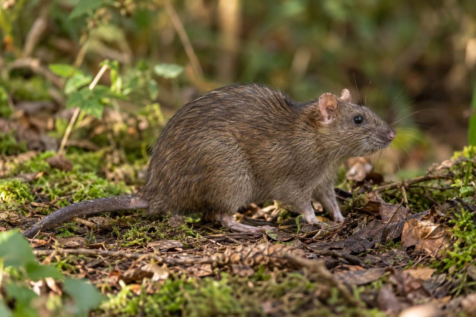 Un rat brun (Rattus norvegicus) de profil montrant sa taille imposante