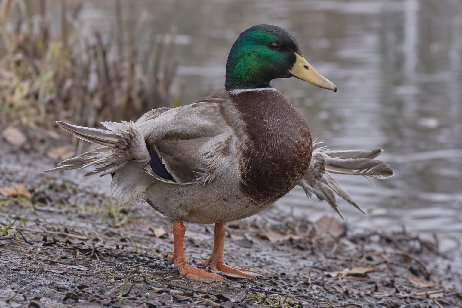 Un canard colvert présentant le syndrome de l'aile d'ange avec déformation caractéristique des ailes
