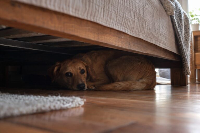 Un chien de race moyenne allongé sous un lit, recroquevillé et caché dans l'obscurité, regardant vers l'extérieur
