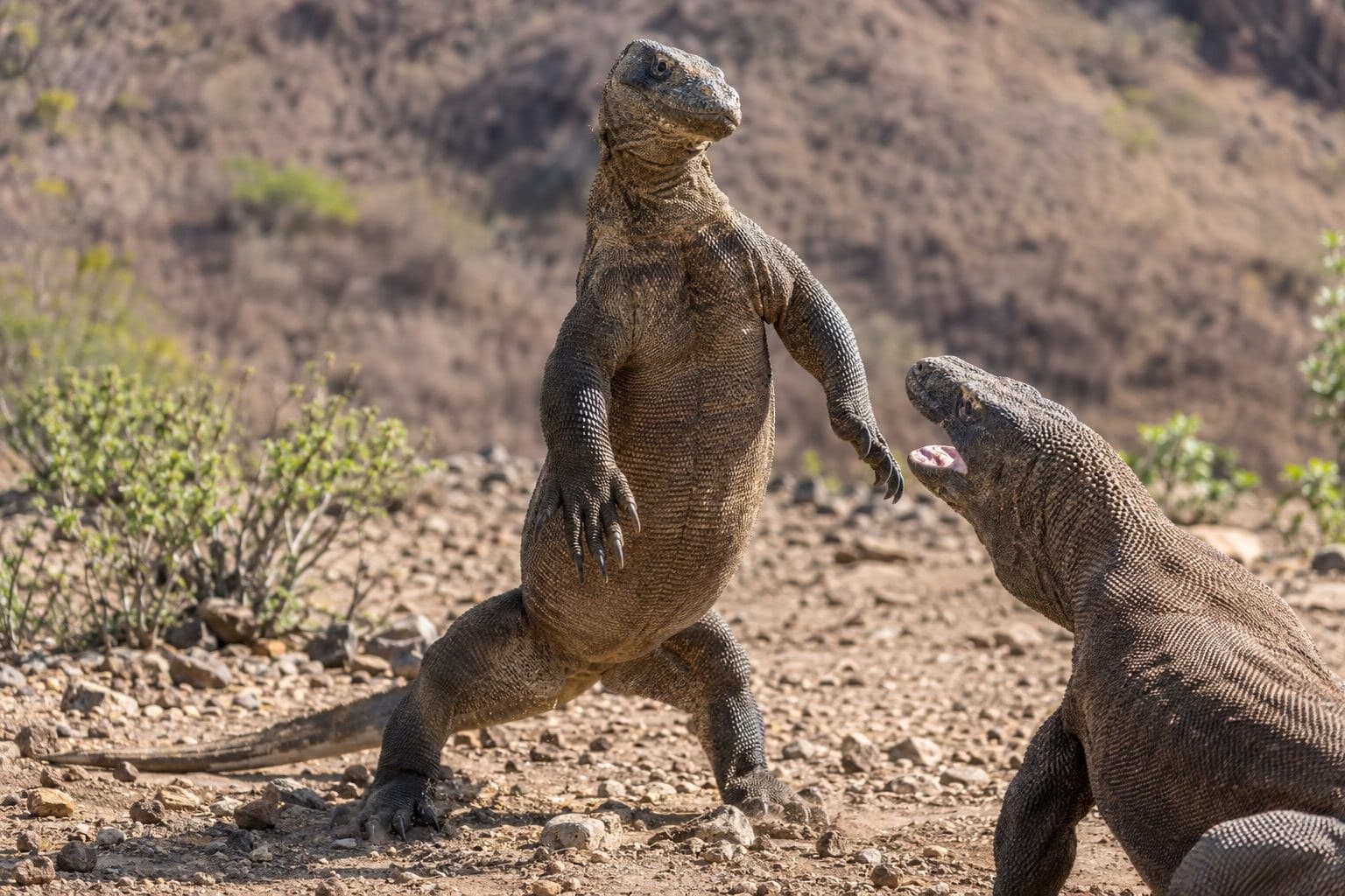 Dragon de Komodo debout en position d'affrontement avec queue arquée