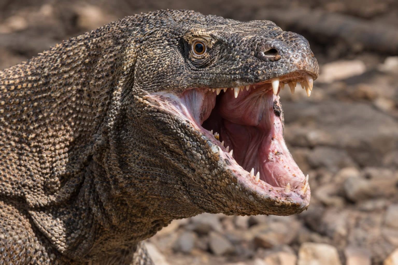 Gros plan sur la tête et la gueule du Dragon de Komodo montrant sa dentition
