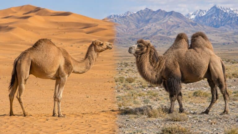 Dromadaire ou chameau : comment faire la différence