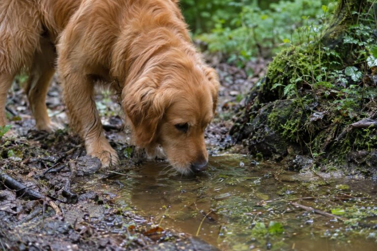 Un chien de race moyenne (Golden Retriever) renifle et lape une flaque d'eau stagnante marécageuse au sol pendant une balade en forêt humide