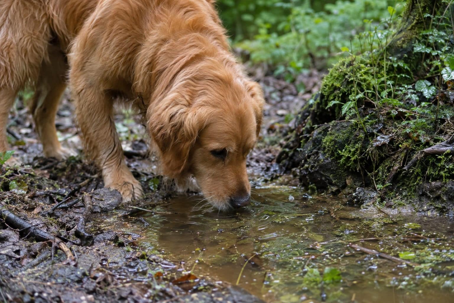 Un chien de race moyenne (Golden Retriever) renifle et lape une flaque d'eau stagnante marécageuse au sol pendant une balade en forêt humide