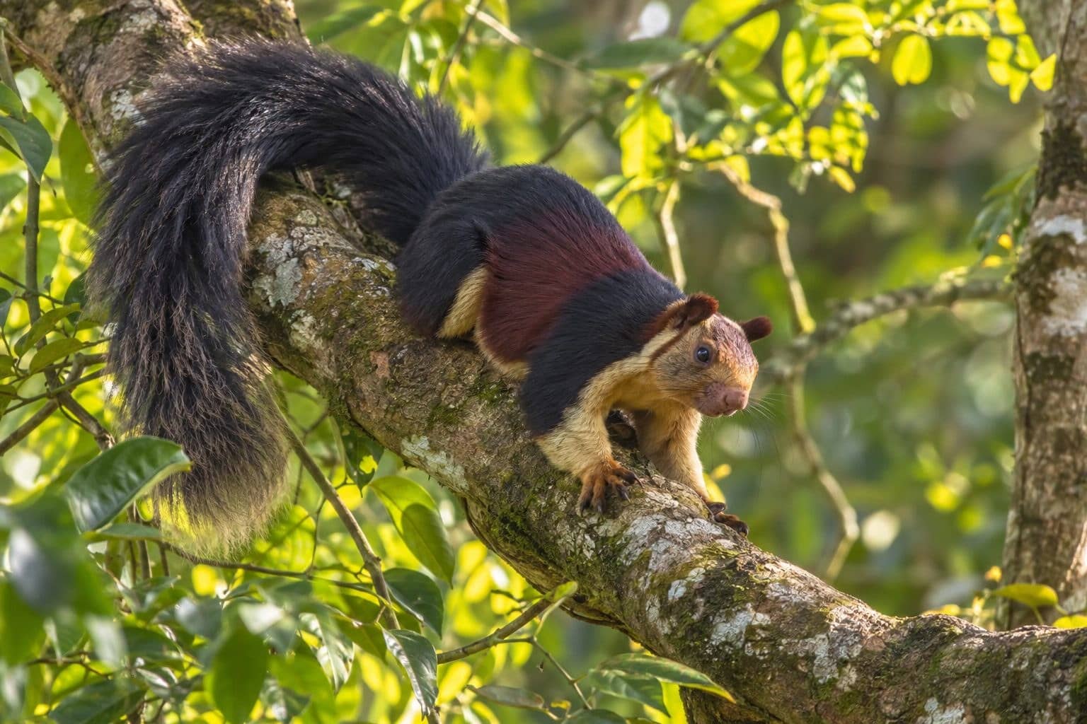 Écureuil géant de l'Inde en position de repos sur une branche, montrant sa taille impressionnante et sa queue utilisée comme contrepoids