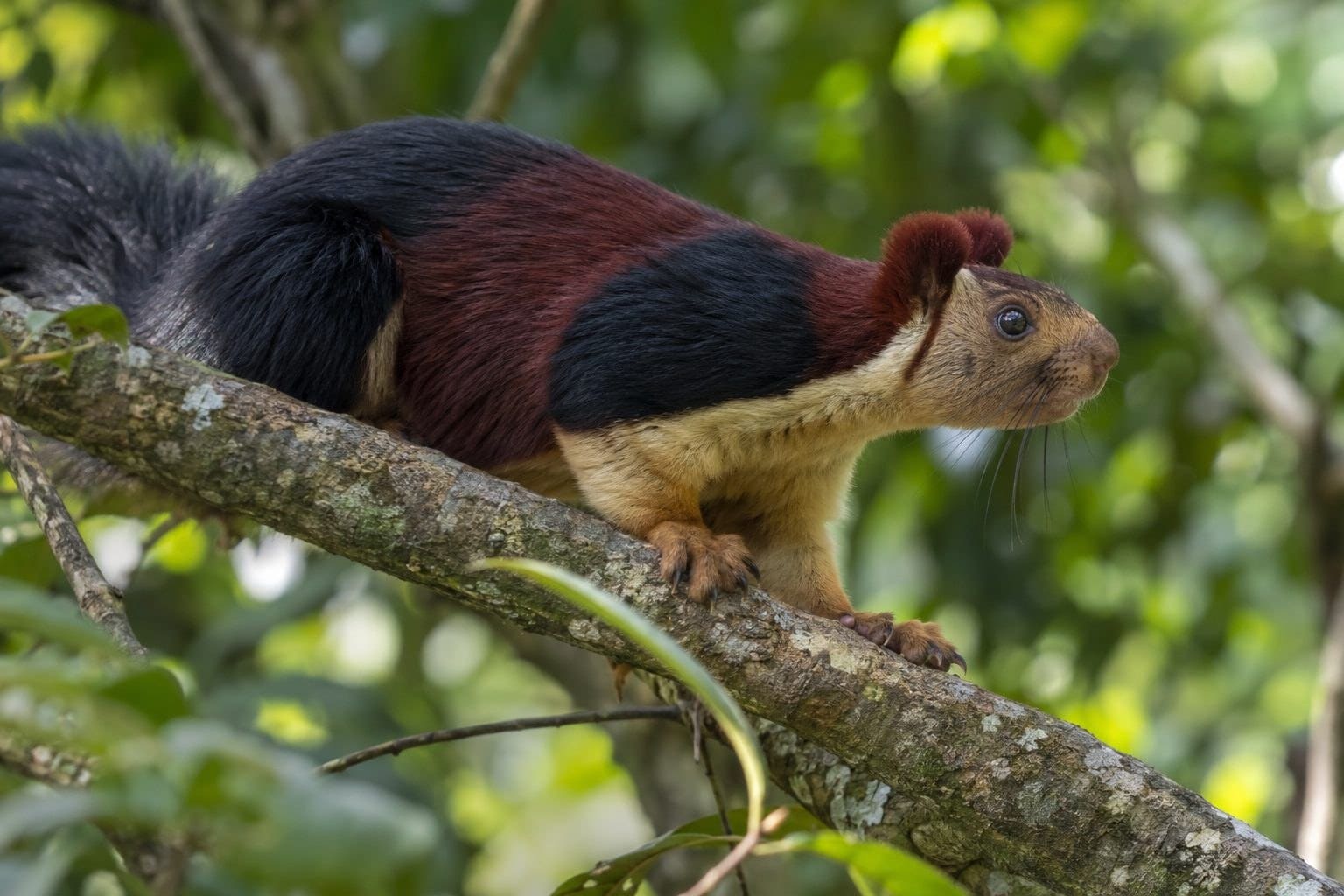 Écureuil géant de l'Inde de profil sur une branche, mettant en avant son tempérament timide et ses grandes oreilles caractéristiques