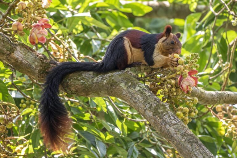 Écureuil géant de l'Inde en train de se nourrir de fleurs et fruits dans son habitat forestier indien
