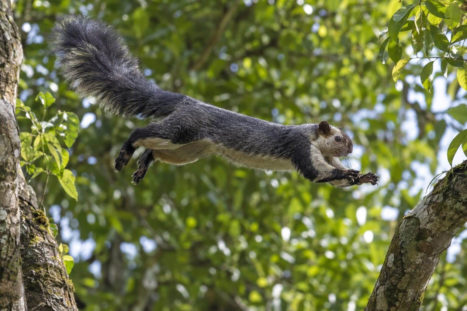 Écureuil géant de l'Inde en plein saut entre deux branches, mettant en évidence sa puissance de saut et ses griffes