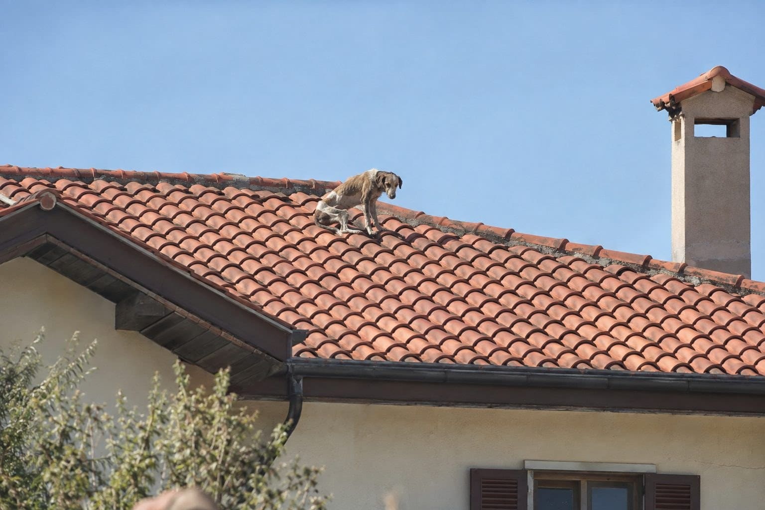 Un chiot maigre et déshydraté perché seul sur le toit d'une maison résidentielle