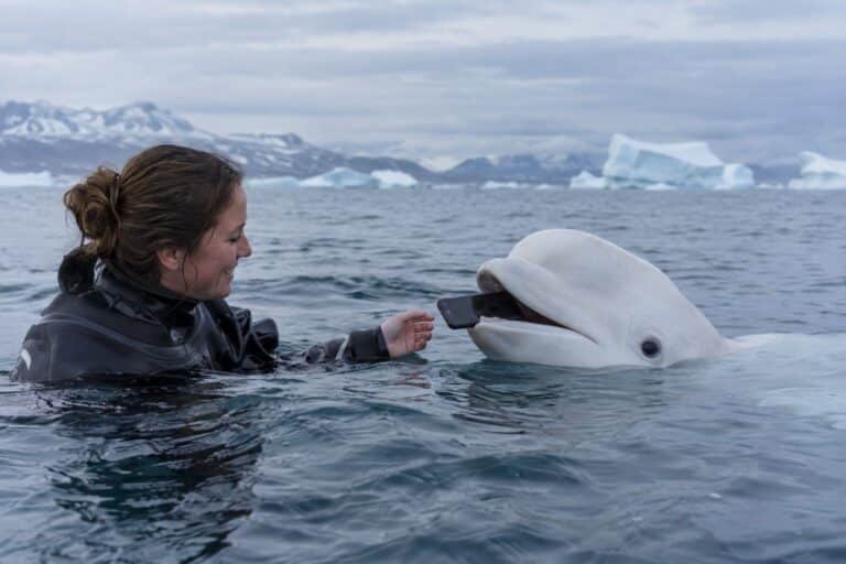 Un béluga (Delphinapterus leucas) rapportant un téléphone à une femme à la surface de l'eau