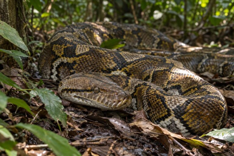 Python réticulé géant d'Indonésie en gros plan, tête et avant du corps