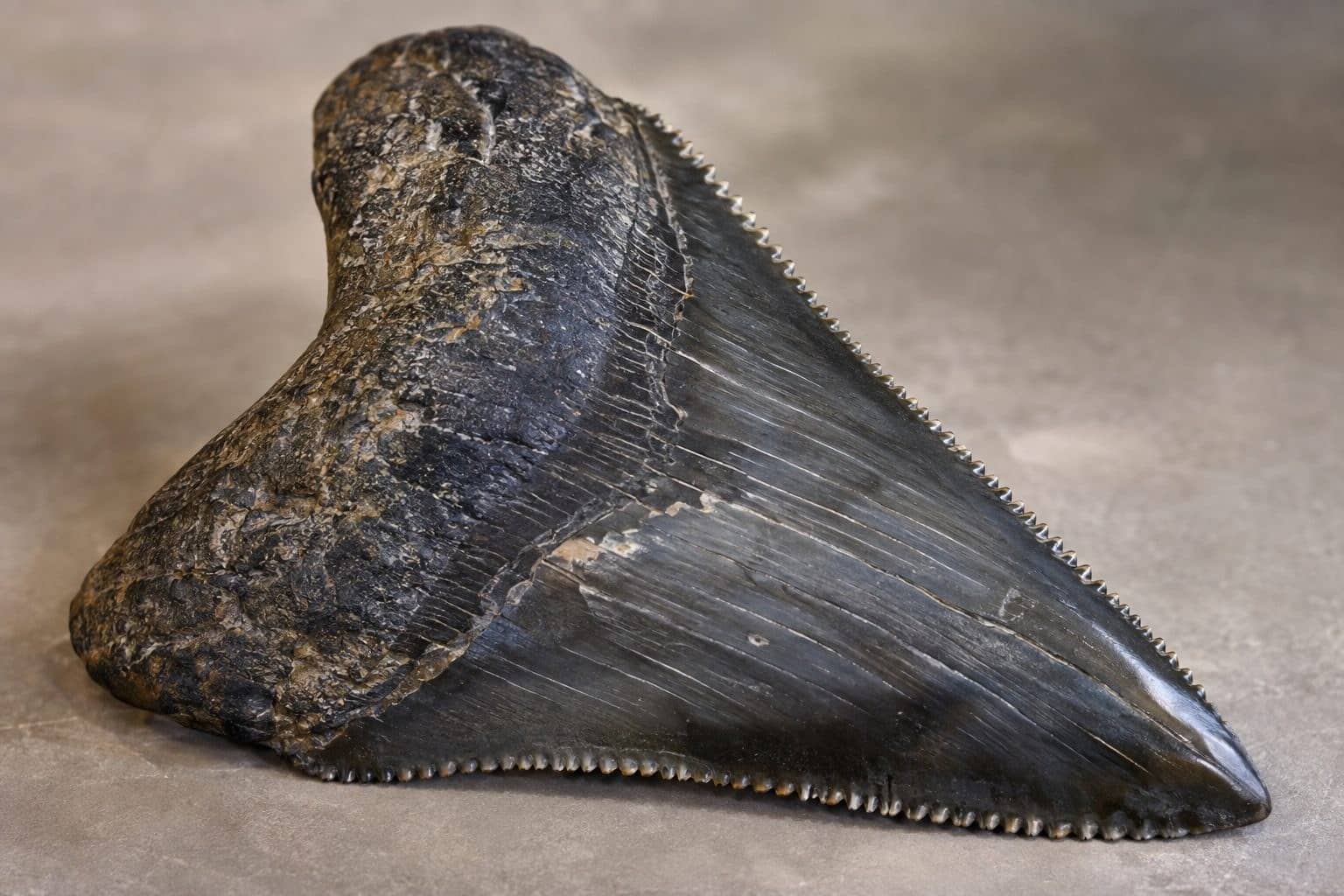 Dent fossile de Mégalodon