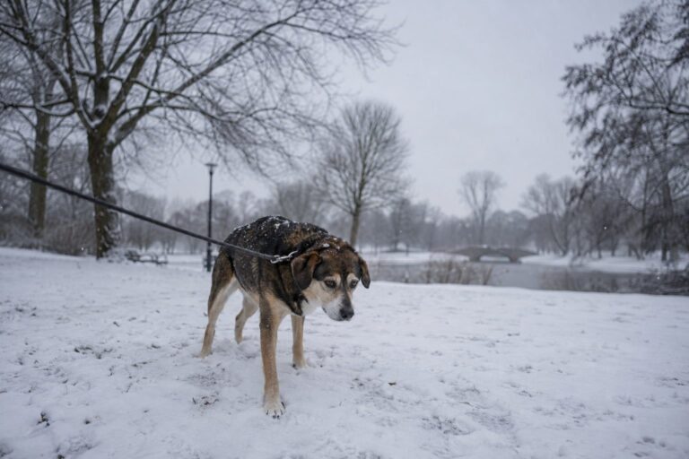 Un chien en laisse marchant dans un parc enneigé par mauvais temps hivernal, regardant vers l'horizon avec une expression d'ennui