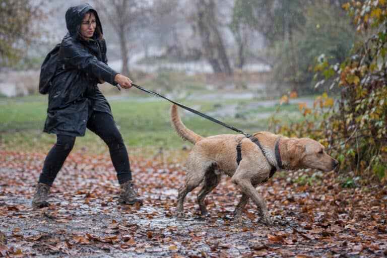 Propriétaire stressé tenant la laisse d'un chien excité sous la pluie d'automne lors d'une promenade en parc