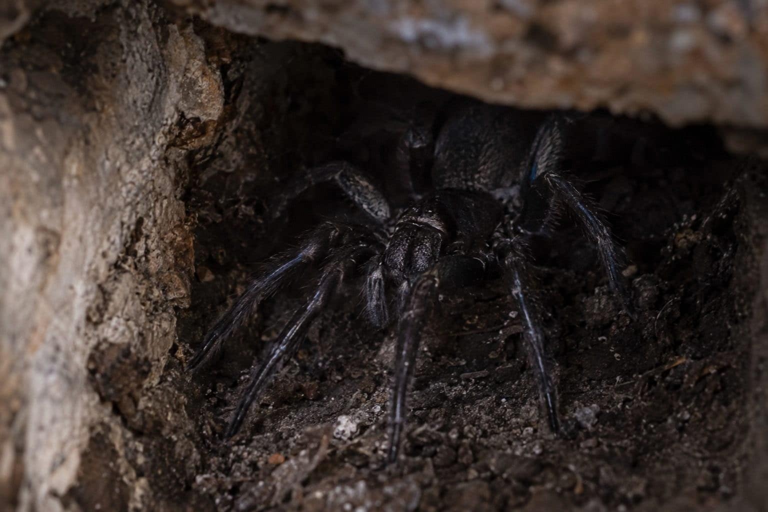Ségestrie florentine dans une fissure de mur