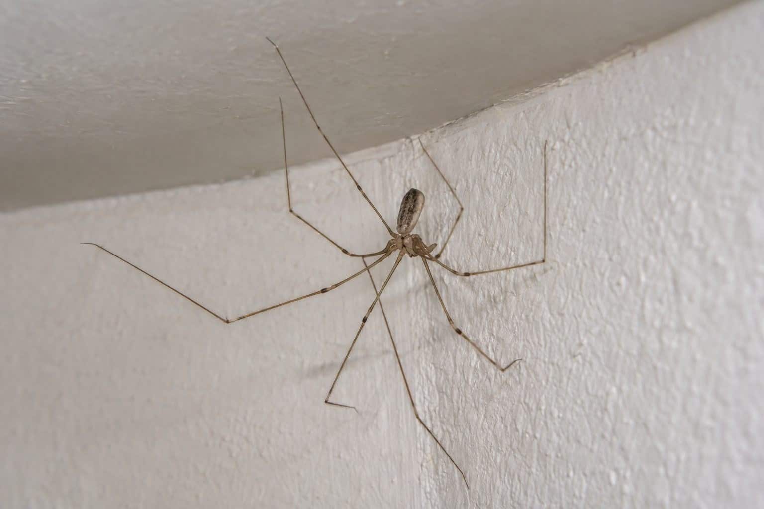 Pholque avec ses longues pattes fines dans une maison