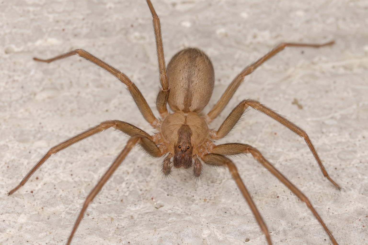Araignée-violon Loxosceles rufescens en gros plan