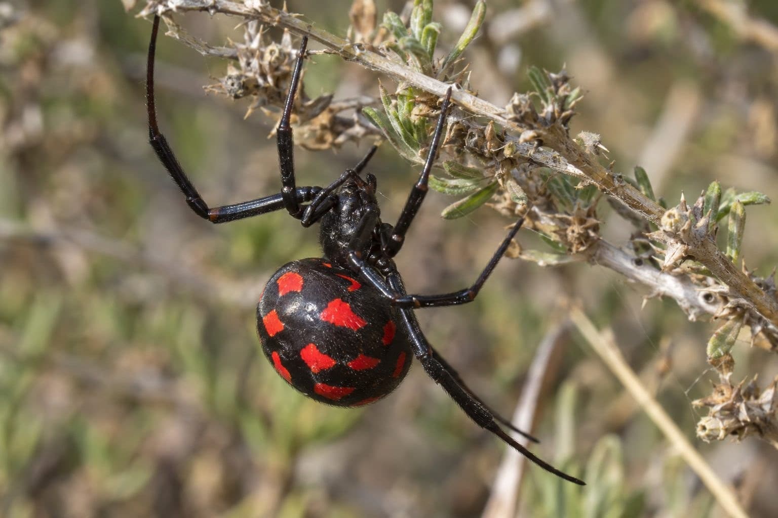 Malmignatte femelle avec ses points rouges caractéristiques