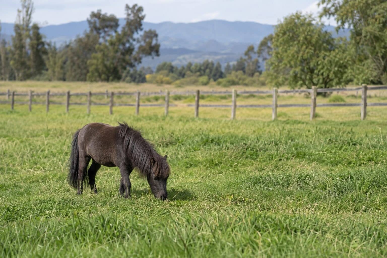 Falabella en train de paître dans un grand pré, montrant sa très petite taille