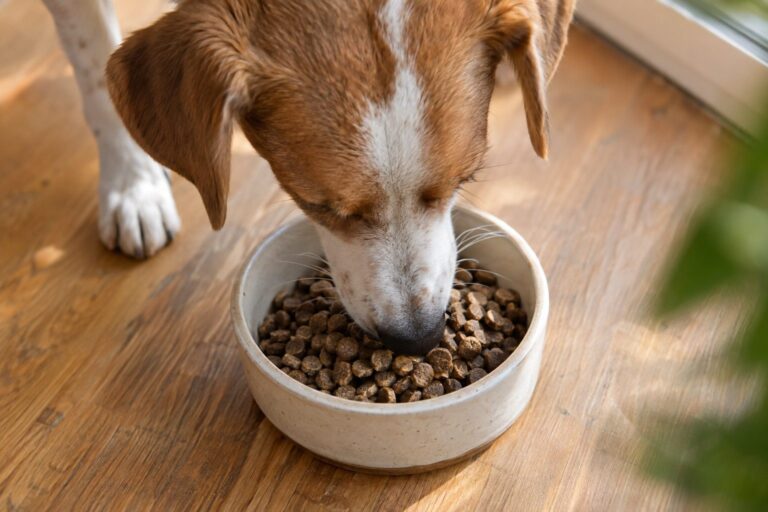 Un chien de race moyenne mangeant des croquettes à base d'insectes dans sa gamelle, vue de dessus en gros plan