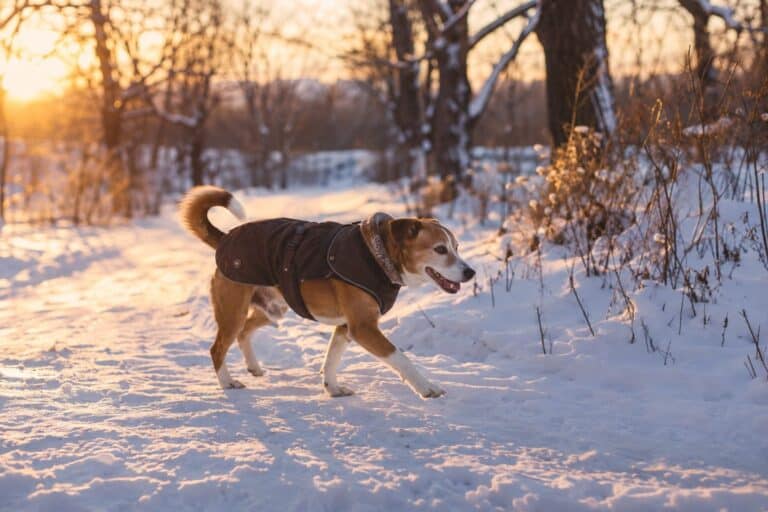Un chien solitaire et serein dans un parc en hiver, sans interaction avec d'autres chiens