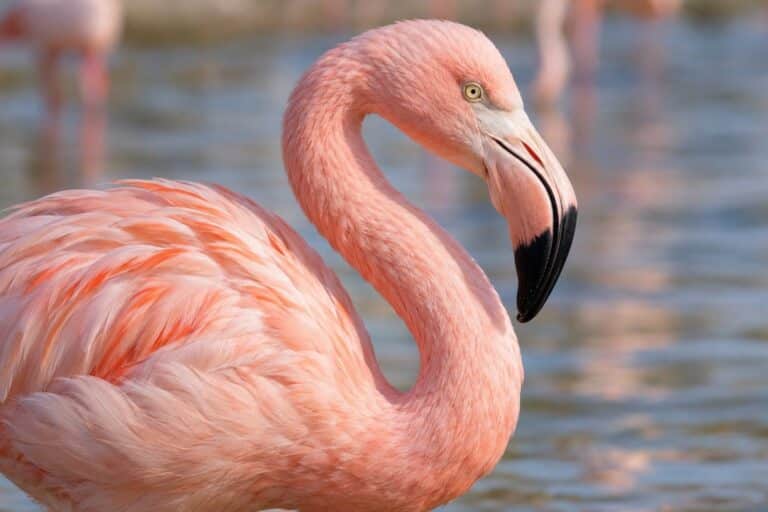 Flamant rose (Phoenicopterus roseus) en gros plan montrant sa tête, son bec caractéristique et son plumage rose vibrant