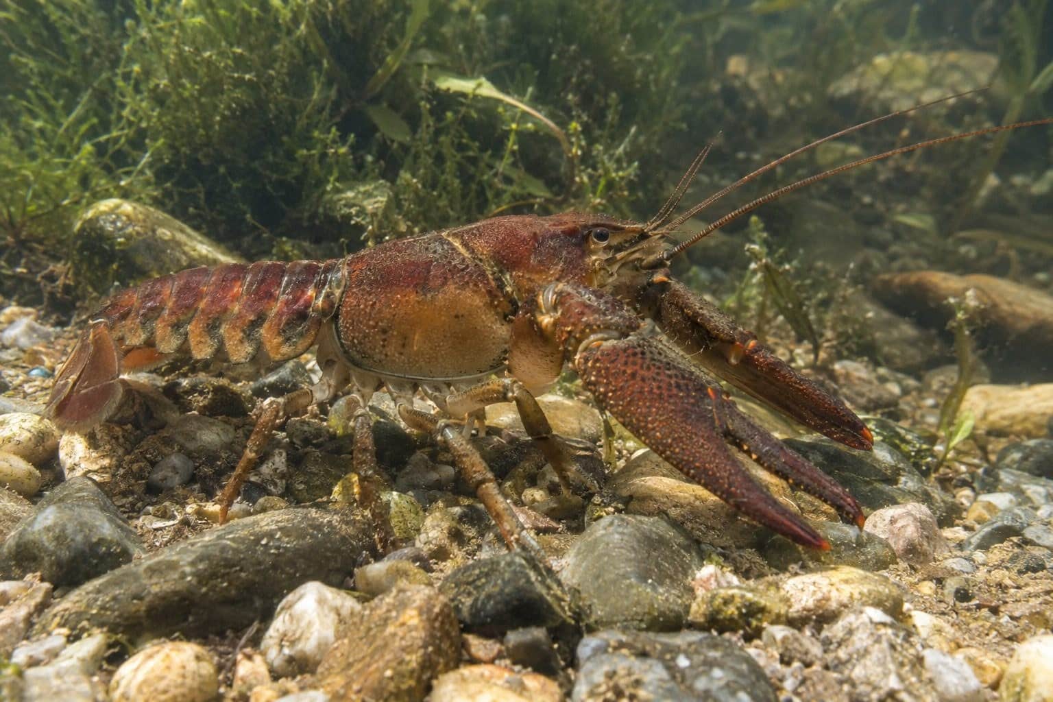 Écrevisse américaine dans son habitat aquatique