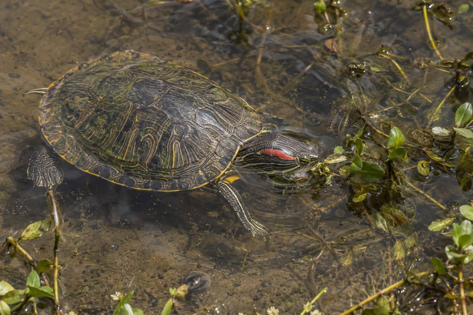 Tortue de Floride se nourrissant dans un étang