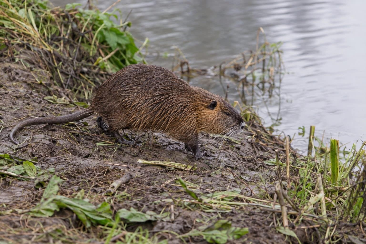 Ragondin se déplaçant sur une berge de rivière