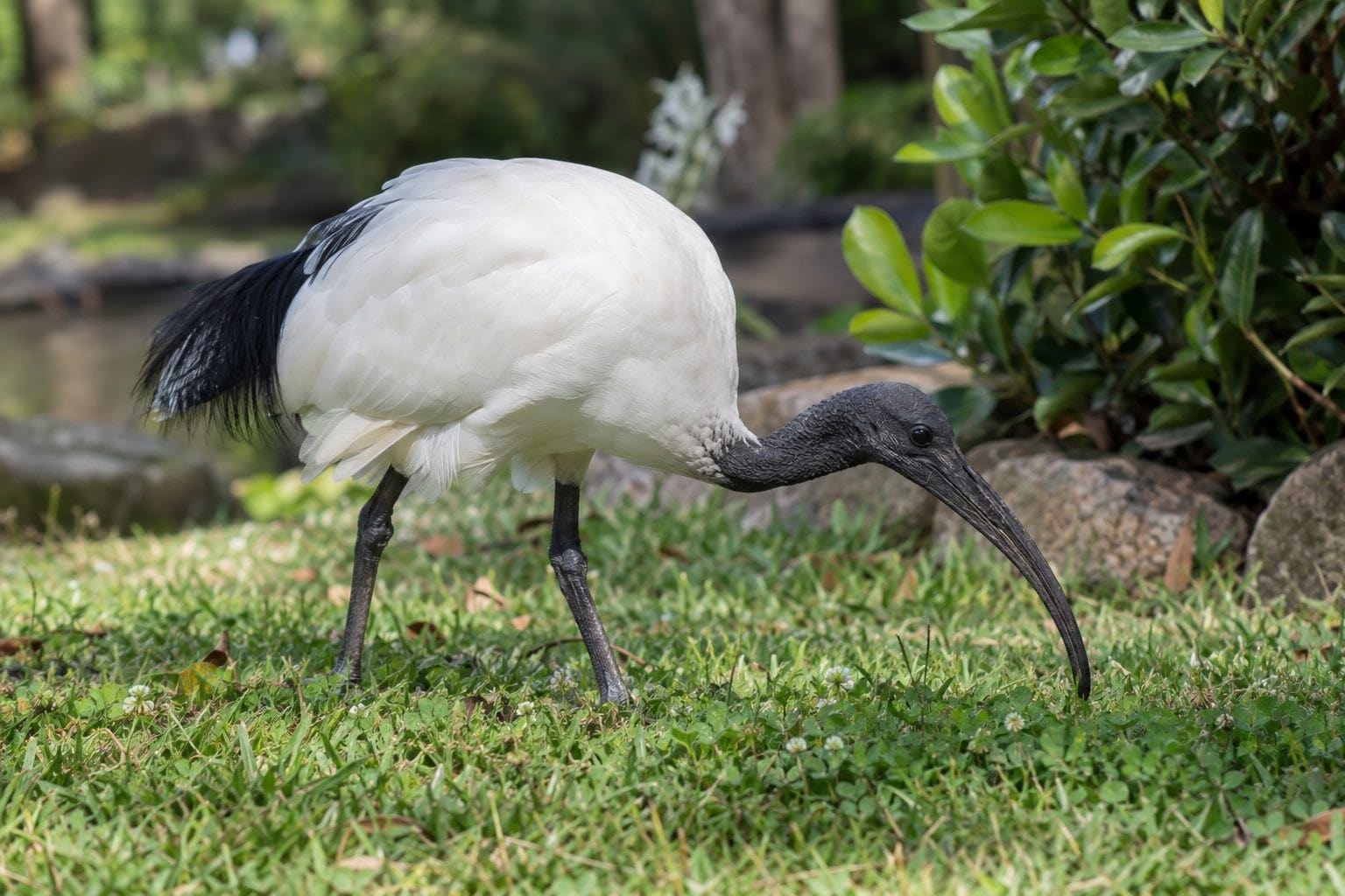 Ibis sacré en train de se nourrir dans un parc zoologique