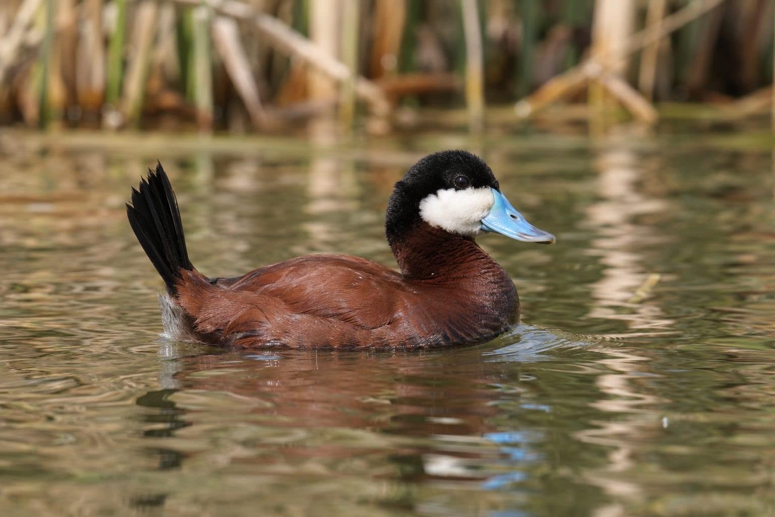Érismature rousse nageant sur un plan d'eau