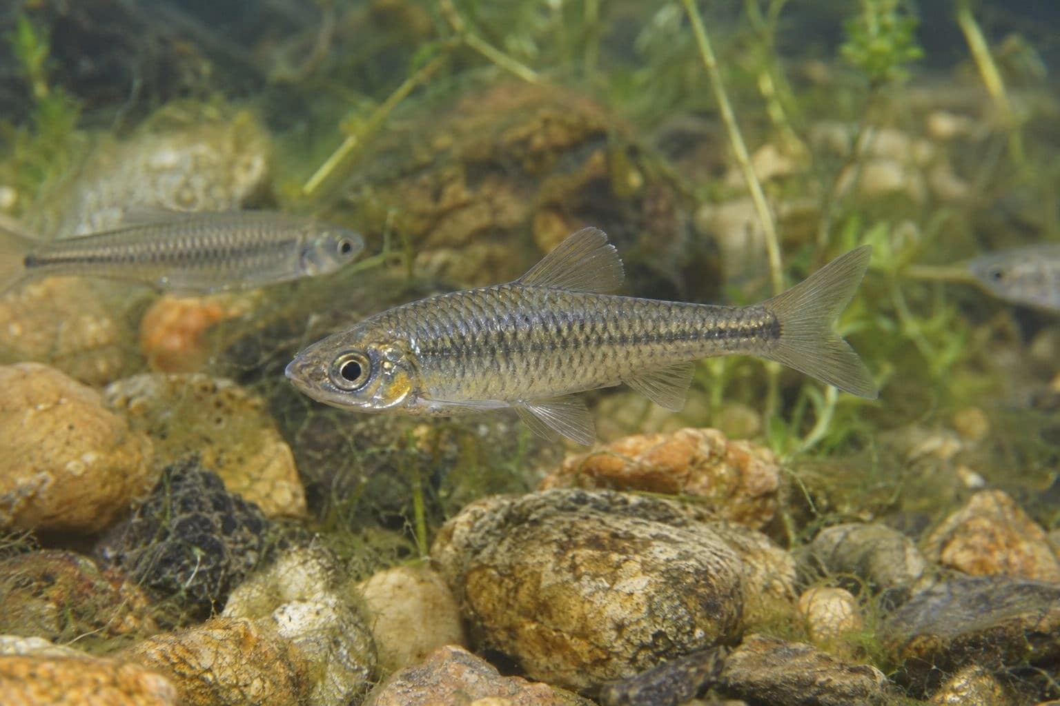Goujon asiatique dans un cours d'eau européen