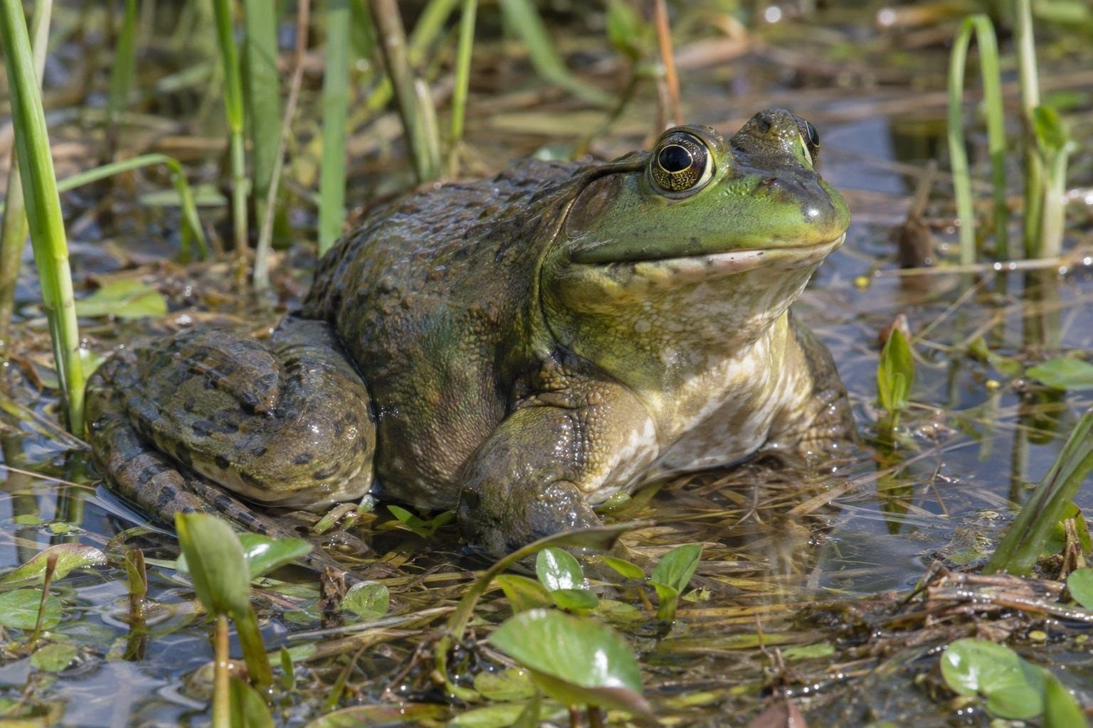 Grenouille-taureau de grande taille dans son environnement aquatique
