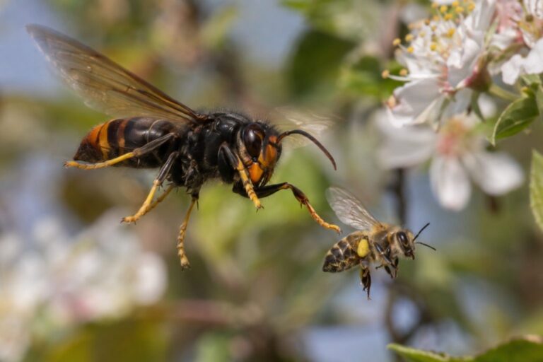 Frelon asiatique en vol chassant une abeille