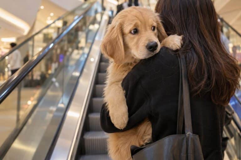 Un Golden Retriever (Canis lupus familiaris) de jeune âge porté dans les bras d'une personne dans les escaliers roulants d'un centre commercial moderne