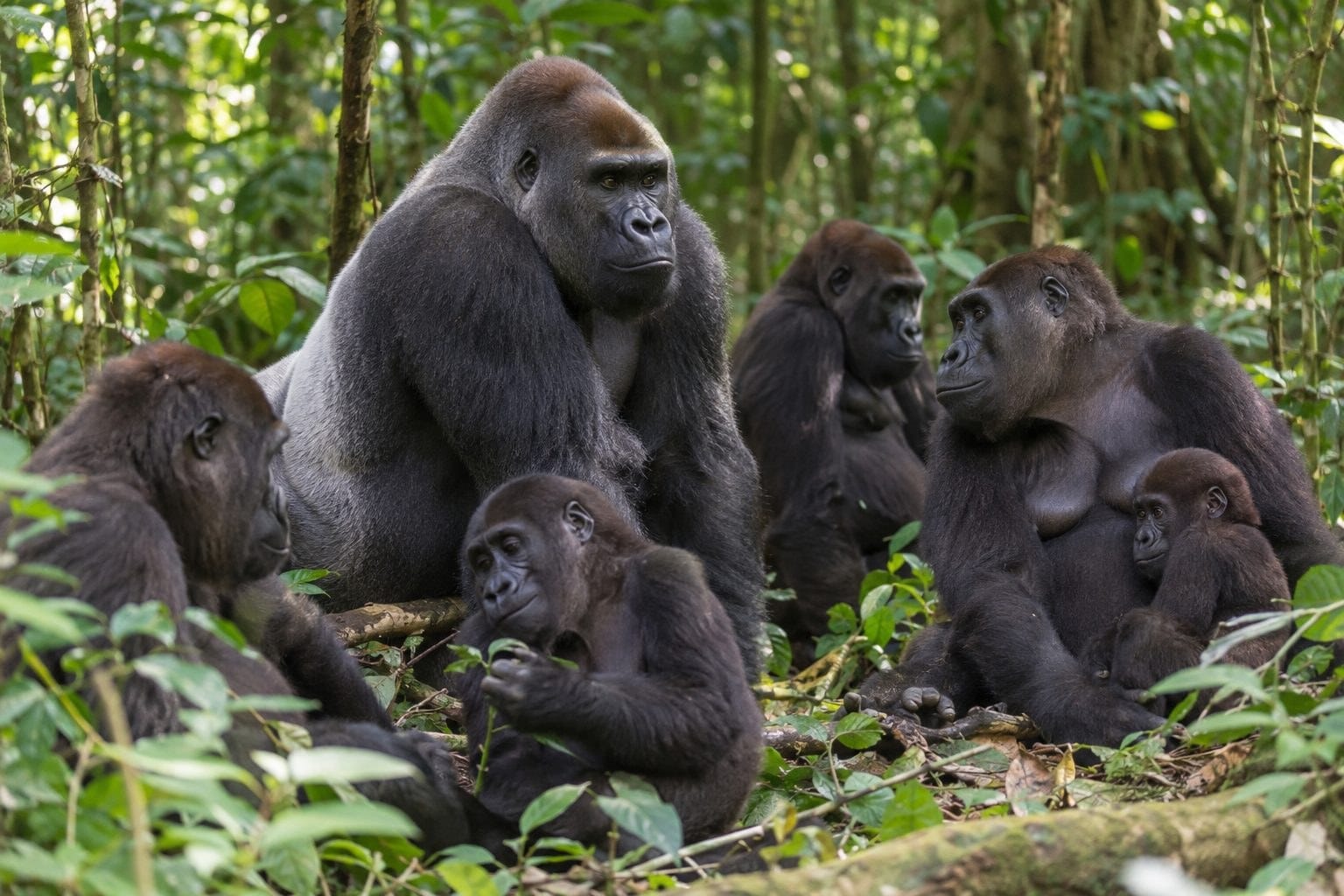 Gorille des plaines occidentales vivant en groupe avec femelles et petits dans son habitat forestier