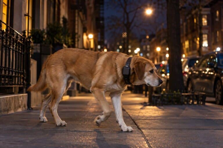 Un chien portant un collier GPS connecté en promenade nocturne dans une rue urbaine avec lampadaires, vu de côté