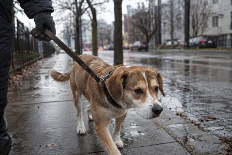 Un chien en laisse lors d'une promenade hivernale sous la pluie, avec son maître tenant la laisse, sur un trottoir mouillé en décembre