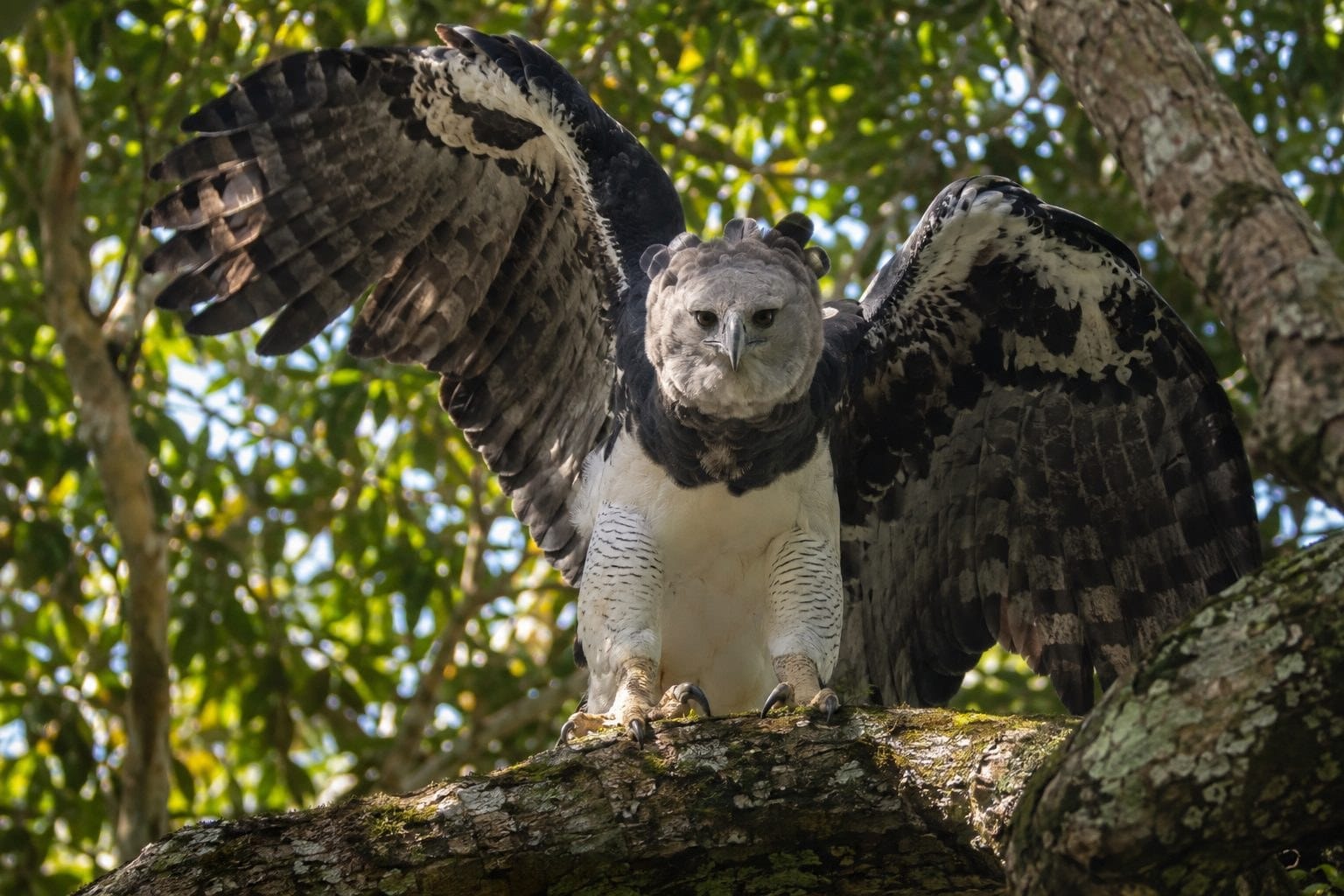 Harpie féroce en posture menaçante avec ailes déployées, perchée haut dans la forêt tropicale