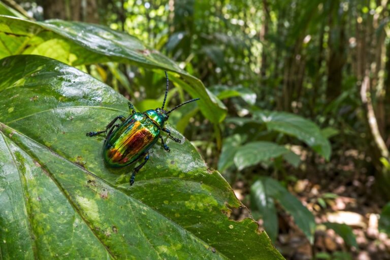 Scarabée vivant dans son habitat naturel du Yucatán, posé sur une feuille verte