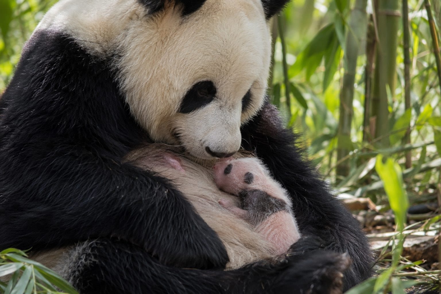 Mère panda géant allaitant son petit nouveau-né