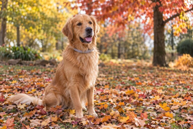 Un chien Golden Retriever en automne portant un collier antiparasitaire, assis dans des feuilles mortes avec des arbres aux couleurs d'automne en arrière-plan