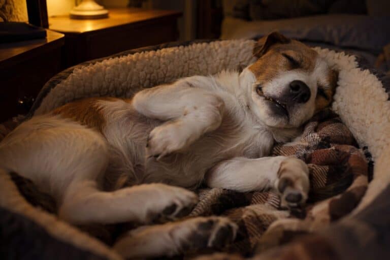 Un chien endormi dans son panier la nuit, agité par un rêve, les pattes en mouvement et les moustaches frémissantes
