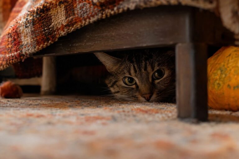 Un chat domestique caché dans un endroit confiné et sombre, partiellement visible, illustrant son besoin de se dissimuler