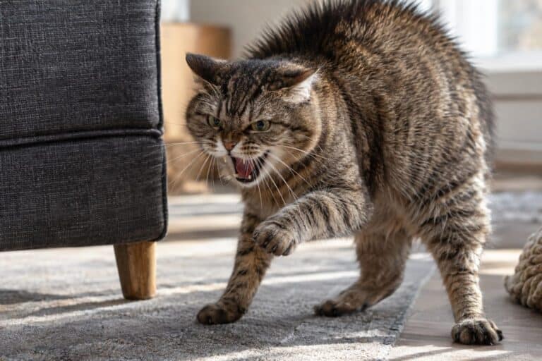 Un chat domestique en position défensive et agressif, griffer et feulant