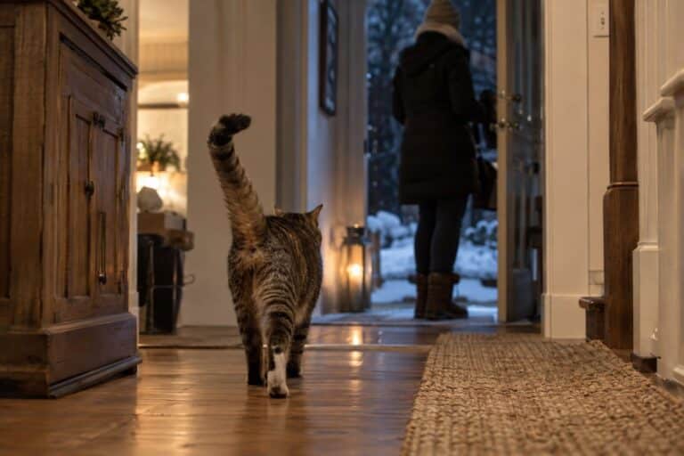 Un chat tournant le dos à son propriétaire qui rentre à la maison par une porte d'entrée en hiver