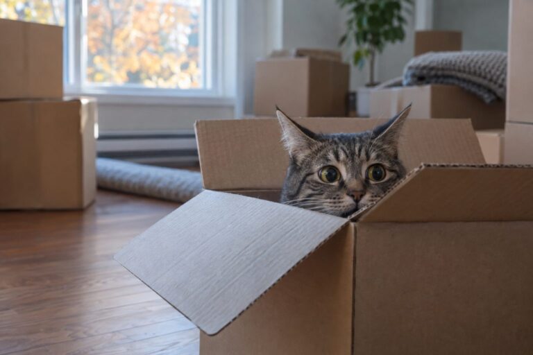 Un chat gris anxieux caché partiellement dans un carton de déménagement, entouré d'autres boîtes empilées dans un salon vide et désencombré, lumière naturelle automnale