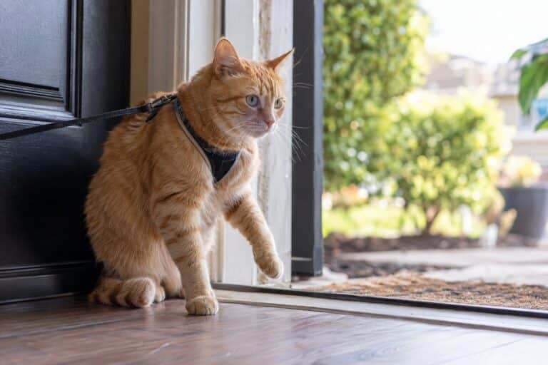 Un chat roux assis sur le seuil d'une porte d'entrée ouverte, hésitant à avancer dehors, une longe attachée à son harnais